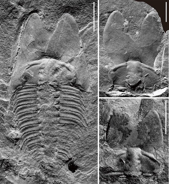 Открыт вид трилобитов с необычными головами
