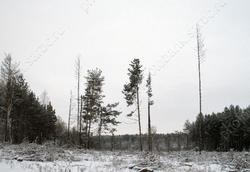 Возбуждено дело о незаконной вырубке сосен