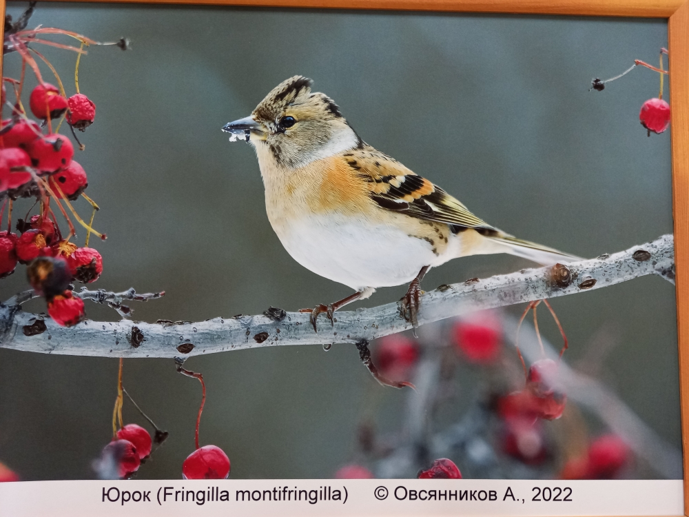 В Курске открылась выставка фотографий редких птиц