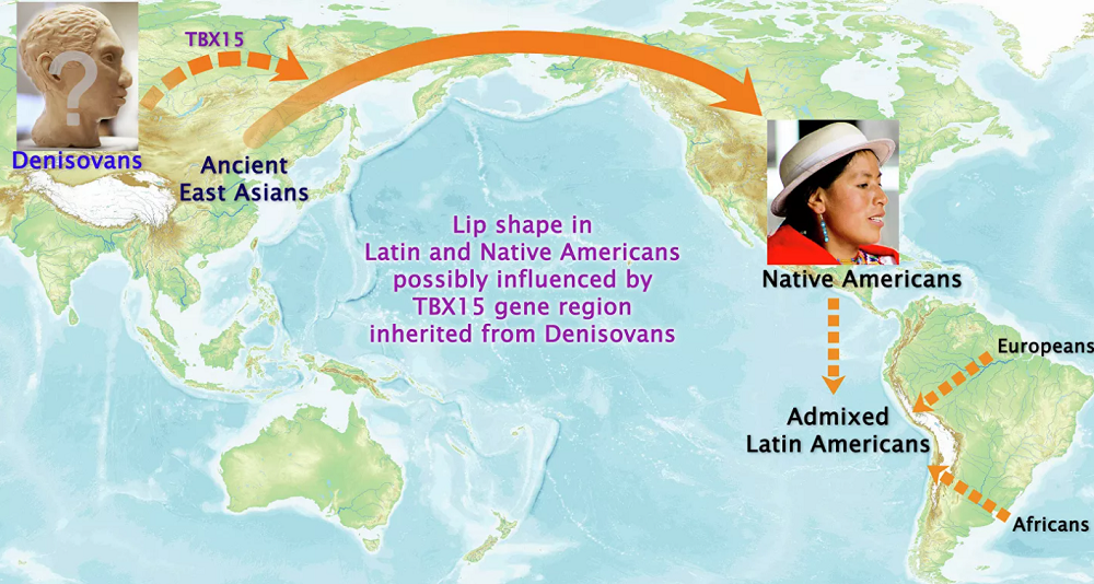 Индейцы унаследовали форму губ от денисовцев