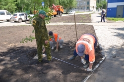 В городе высадили 20 лип с применением гидрогеля