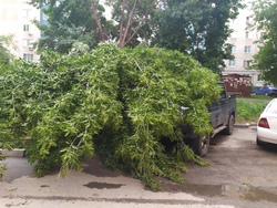 Мэрия: в Саратове во время грозы деревья повредили 5 автомобилей