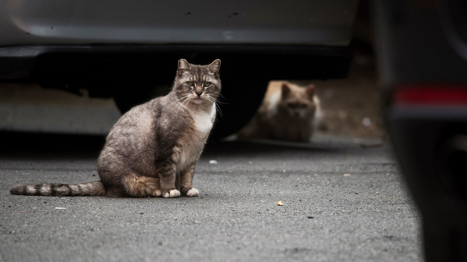 Симулятор бездомного котёнка A Street Cat’s Tale выйдет на Switch в марте