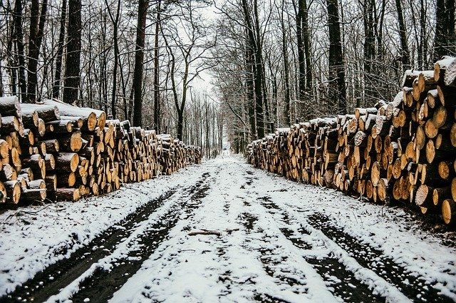 Житель Красногорского района обвиняется в незаконной рубке 15 сосен