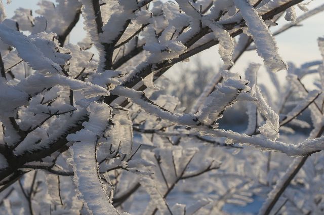 В субботу брянцам прогнозируют снег и до -8ºC холода