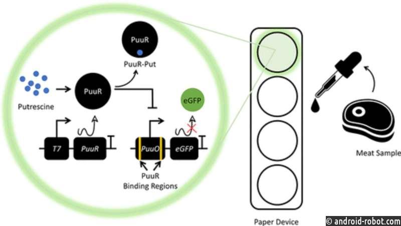 Протухшее мясо будет легче обнаружить благодаря новой биосенсорной системе