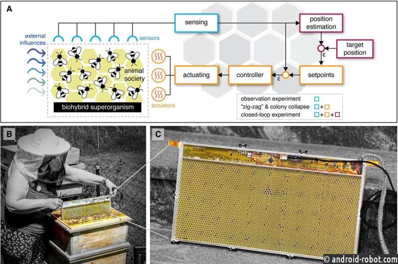 Роботизированная система разгадала коллективное поведение пчел