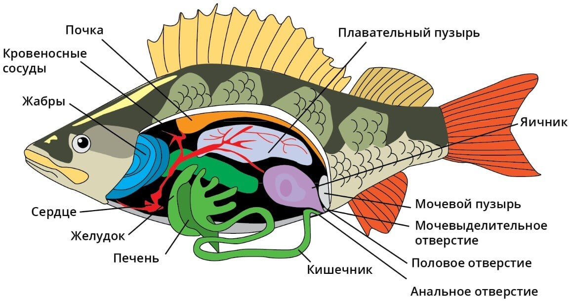 Как спят рыбы и почему городское освещение может их убить?