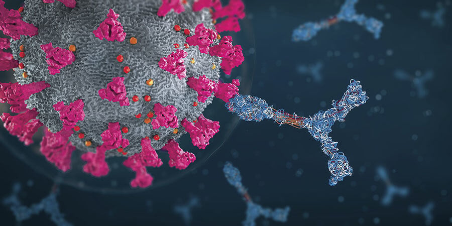 Ученые обнаружили антитело, способное противостоять разным штаммам коронавируса