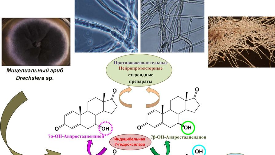 Ферменты плесневого грибка помогут удешевить производство стероидных препаратов