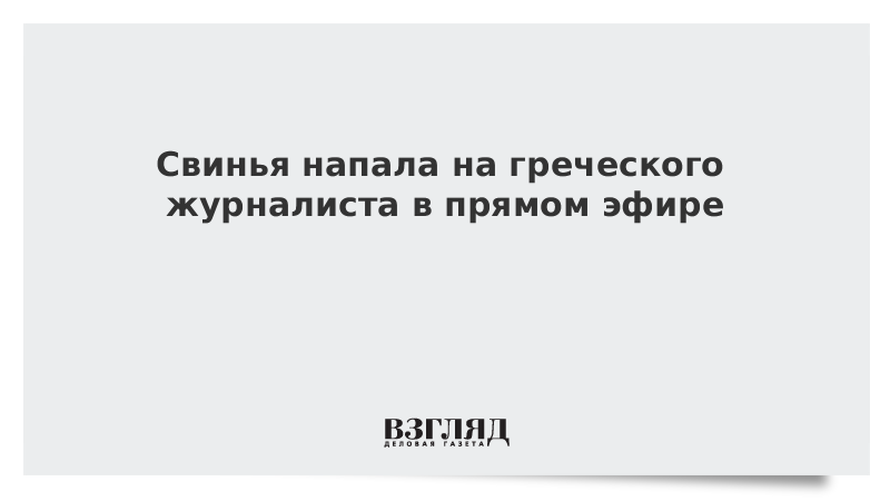 Свинья напала на греческого журналиста в прямом эфире