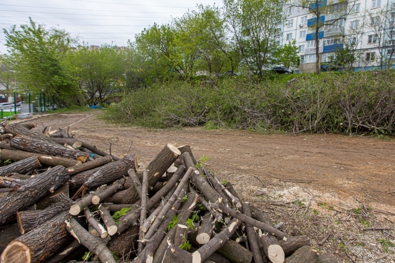 Ущерб от рубки краснокнижных деревьев на стройке на Нейбута во Владивостоке — 2 млн рублей