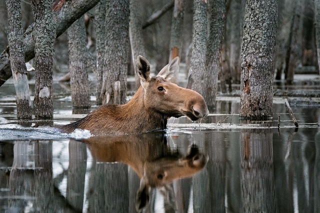 Смоленский фотограф Дмитрий Вилюнов снова победил в конкурсе журнала National Geographic