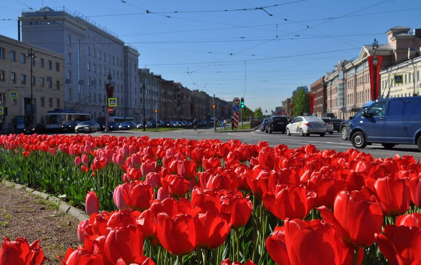 Ко Дню города в Петербурге зацветут почти 300 тысяч тюльпанов