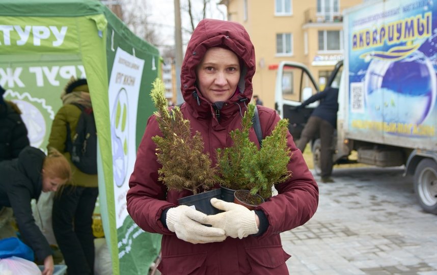 Реанимация хвойных: петербургские экоактивисты спасают новогодние ели