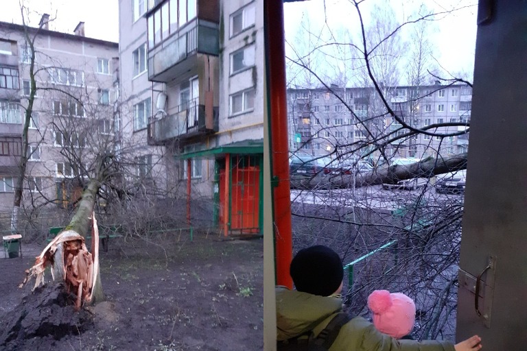 В Конакове ураганный ветер повалил огромное дерево прямо перед входом в подъезд многоквартирного дома