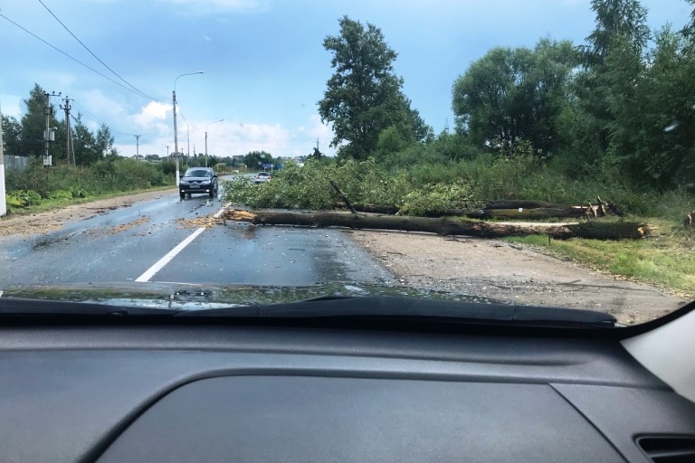 В Твери дерево рухнуло на дорогу