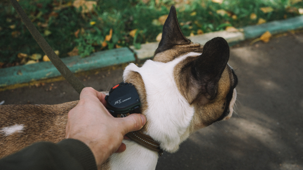 Обзор GPS трекера для собак Jet Pet Doggy — гаджет, с которым будет спокойно