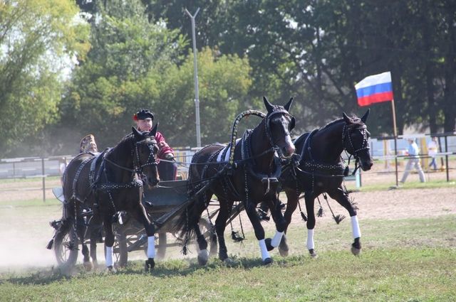 Россельхозбанк поддержал V чемпионат заводских наездников России