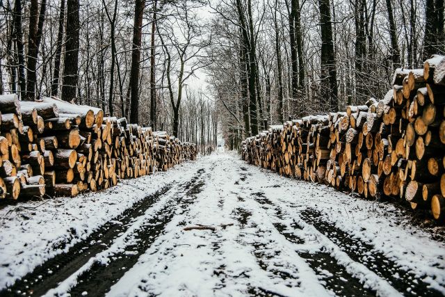 В Почепском районе мужчина вырубил 5 сосен на сумму около 100 тысяч рублей