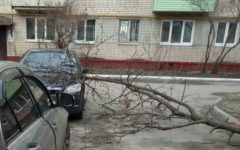 В Брянске на Новостройке дерево рухнуло на легковушку