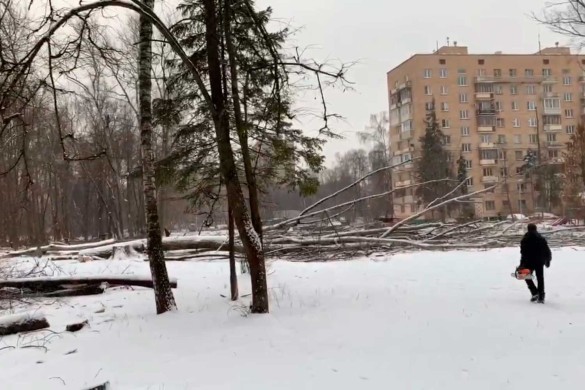 Москвичи встали на защиту парка 'Березовая аллея'