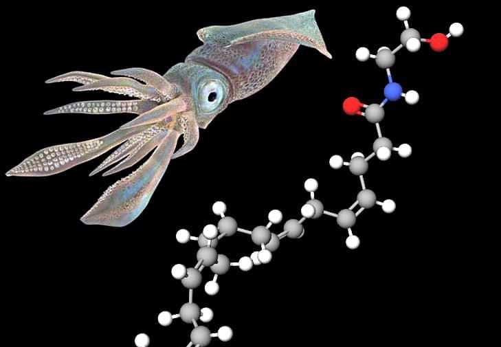 Высокоактивное соединение из кальмара поможет в лечении черепно-мозговых травм