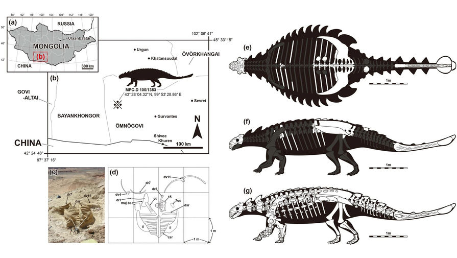 Новый вид монгольских бронированных динозавров назван в честь российского палеонтолога